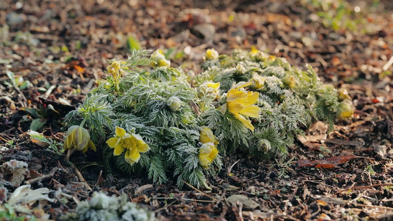 阿多尼斯(adonis amurensis)盛开的花瓣/韩国视频素材