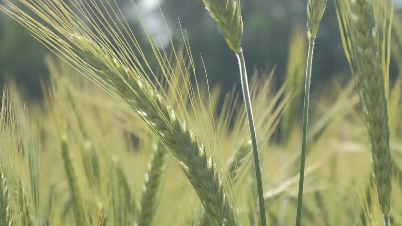 天空云麦田夏天肥沃的背景。麦粒小穗摇风。谷物在夏季成熟。农业商业环保小麦。全球粮食危机。视频素材