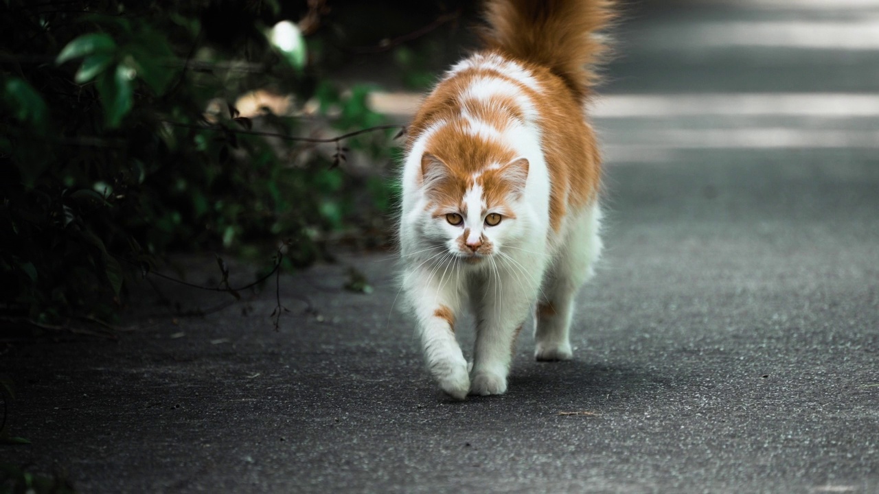 慢动作的白色和橙色的猫走在街上视频素材