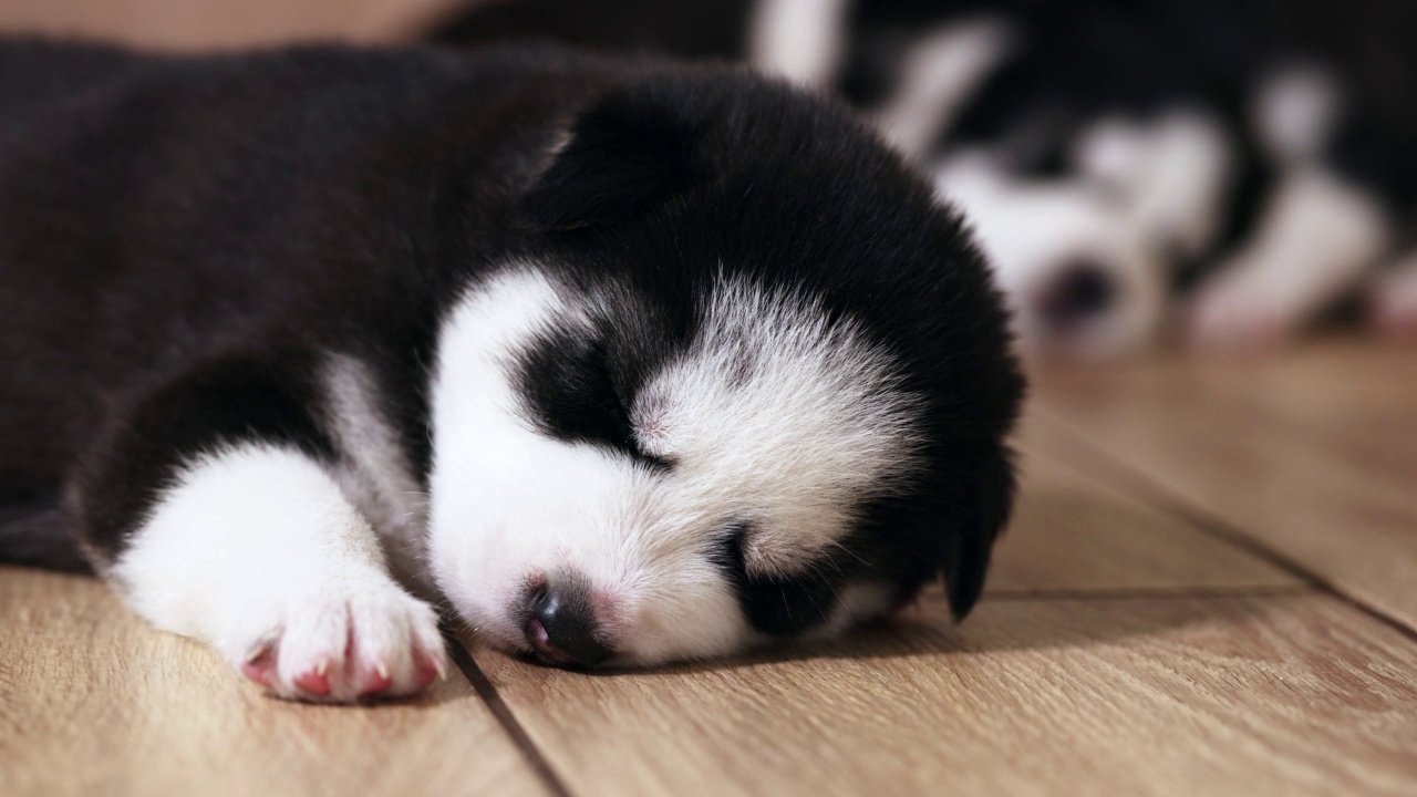 黑色和白色的哈士奇幼犬在房子或公寓的地板上休息。宠物在室内视频素材