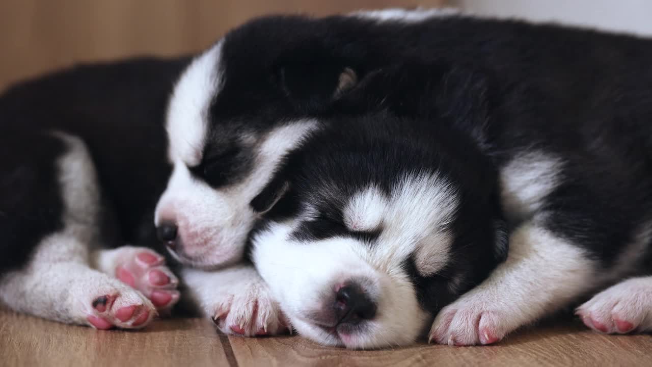 黑色和白色的哈士奇幼犬在房子或公寓的地板上休息。宠物在室内视频素材