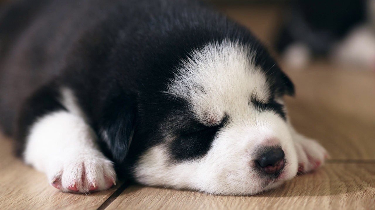 黑色和白色的哈士奇幼犬在房子或公寓的地板上休息。宠物在室内视频素材