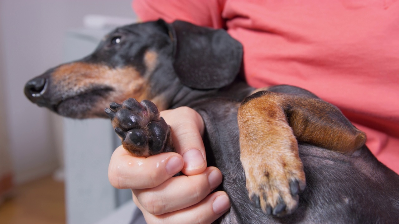 犬类治疗，爪部伤口去污。兽医护理视频素材