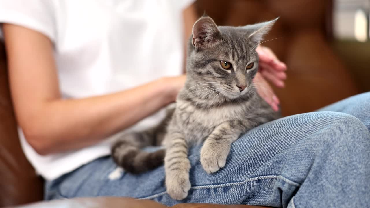 妇女抱着可爱的猫在沙发和宠物视频素材