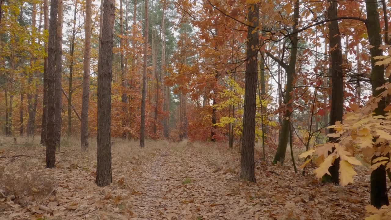 落叶松秋林，阴天有步道视频素材