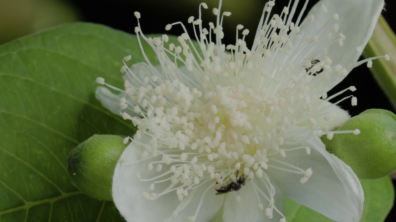 一只名叫Apis Trigona的小蜜蜂正在盛开的番石榴花中寻找蜂蜜视频素材