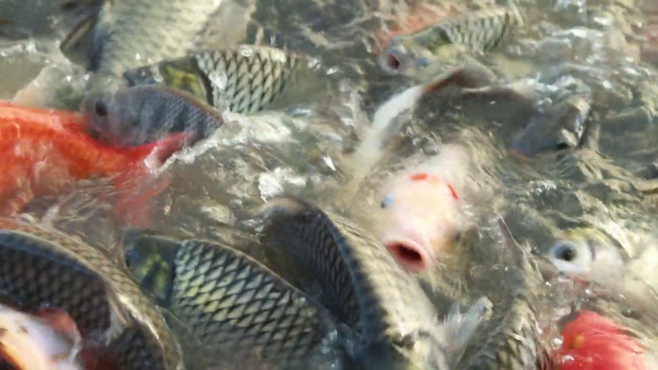 花式鲤鱼鱼多在水面上游泳，五颜六色的锦鲤鱼在池塘里视频素材