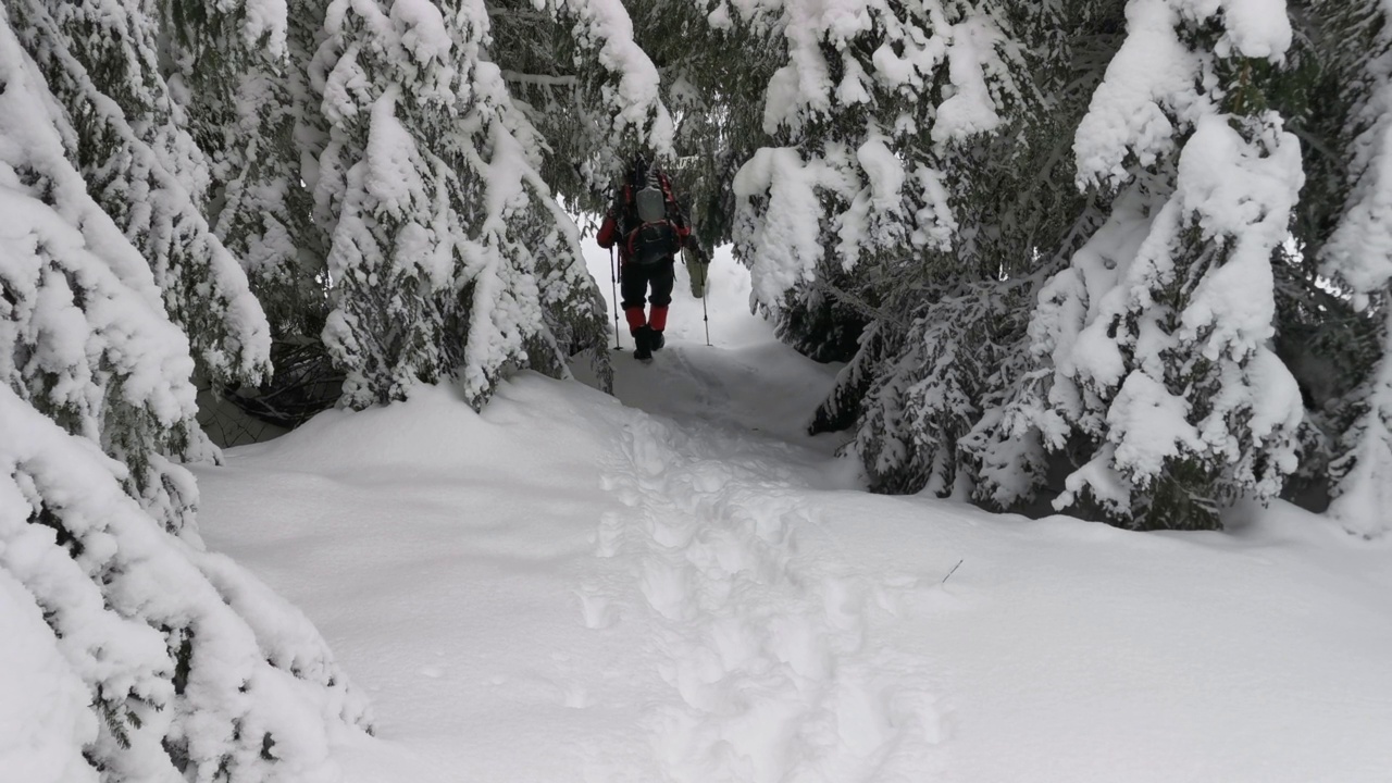 两个背着双肩包、穿着雪鞋的男人在冬季徒步旅行中行走。视频素材