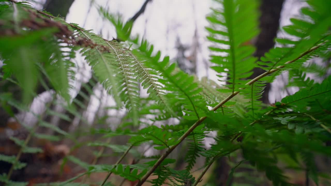 蕨类植物是一种无花植物，有羽毛状或多叶状的叶子视频素材