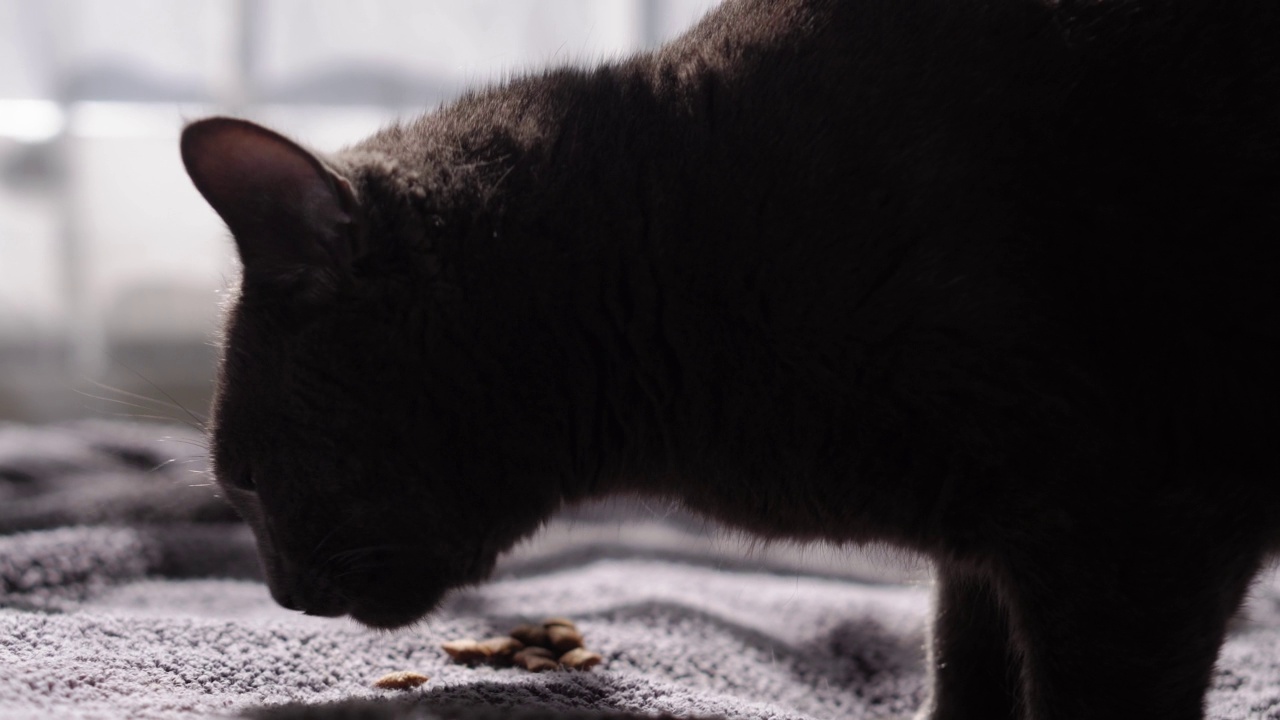 大灰猫正坐在家里的床上。可爱的饿猫想吃东西。干饲料和虎斑猫。猫很有胃口地吃了碗里的食物，狼吞虎咽地离开了。宠物舔自己露出舌头视频素材