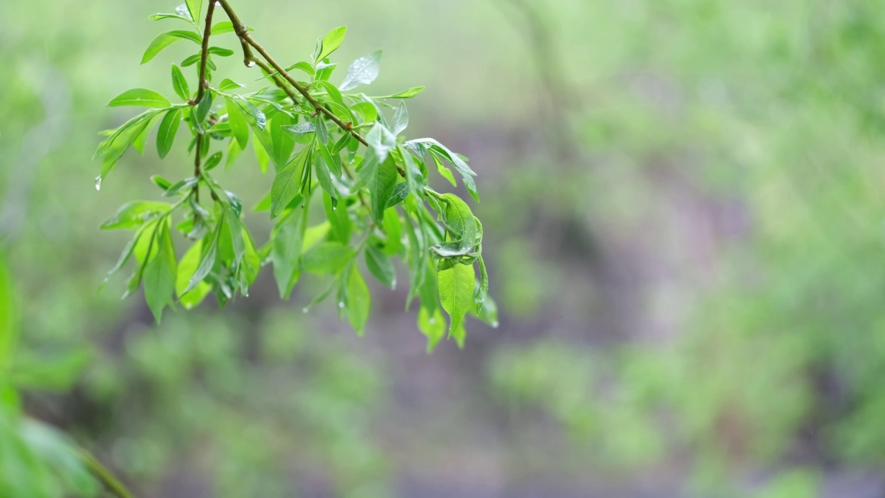 下雨时树枝在风中摆动。视频素材画面1