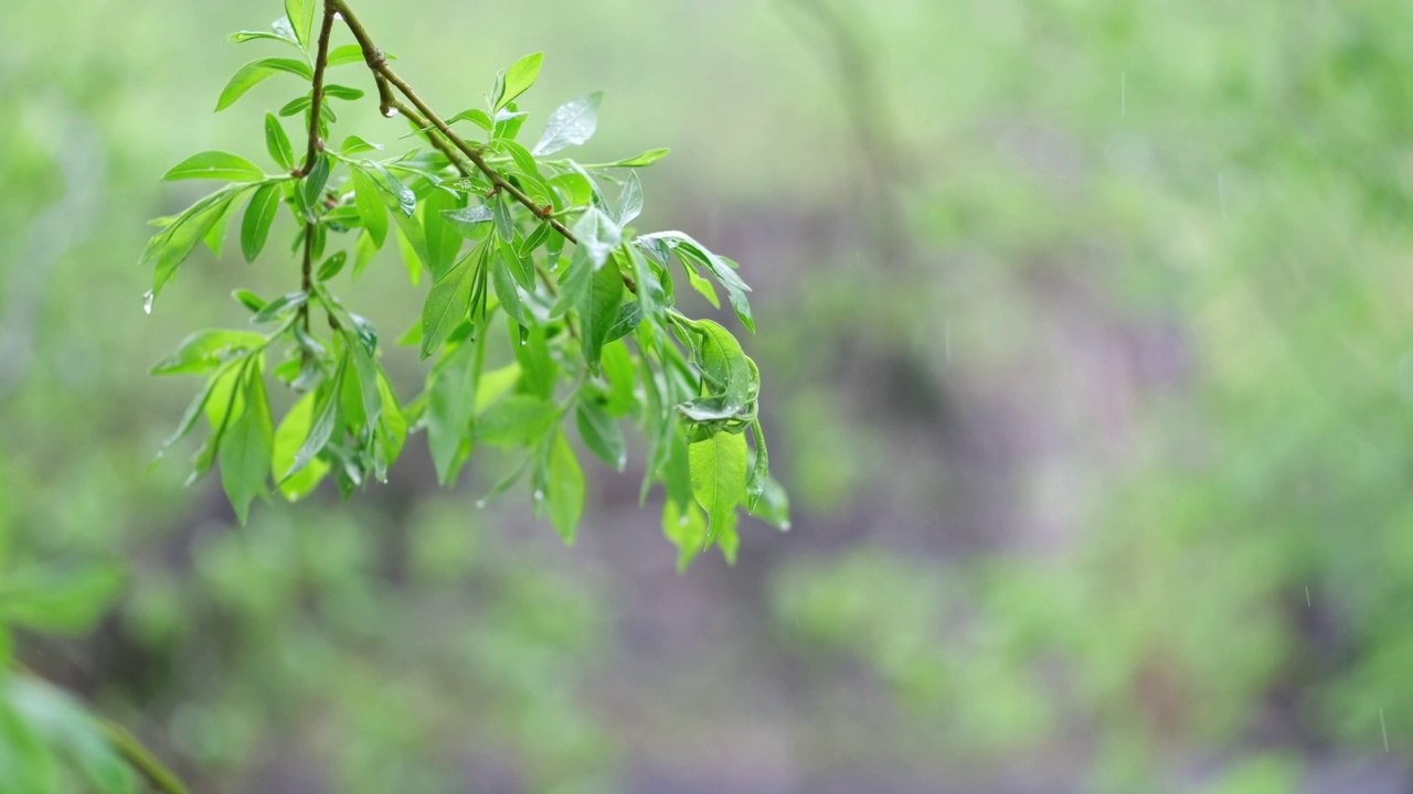 下雨时树枝在风中摆动。视频素材画面2