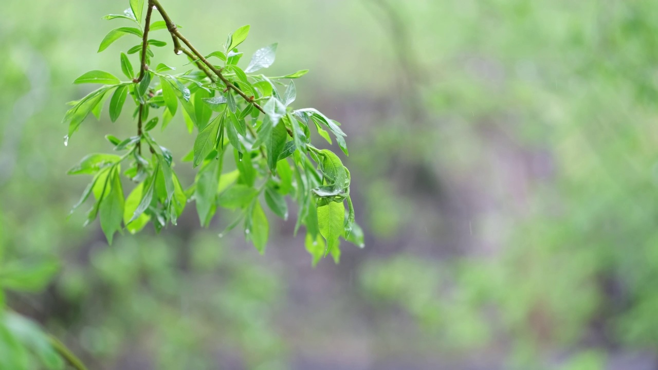 下雨时树枝在风中摆动。视频素材画面3