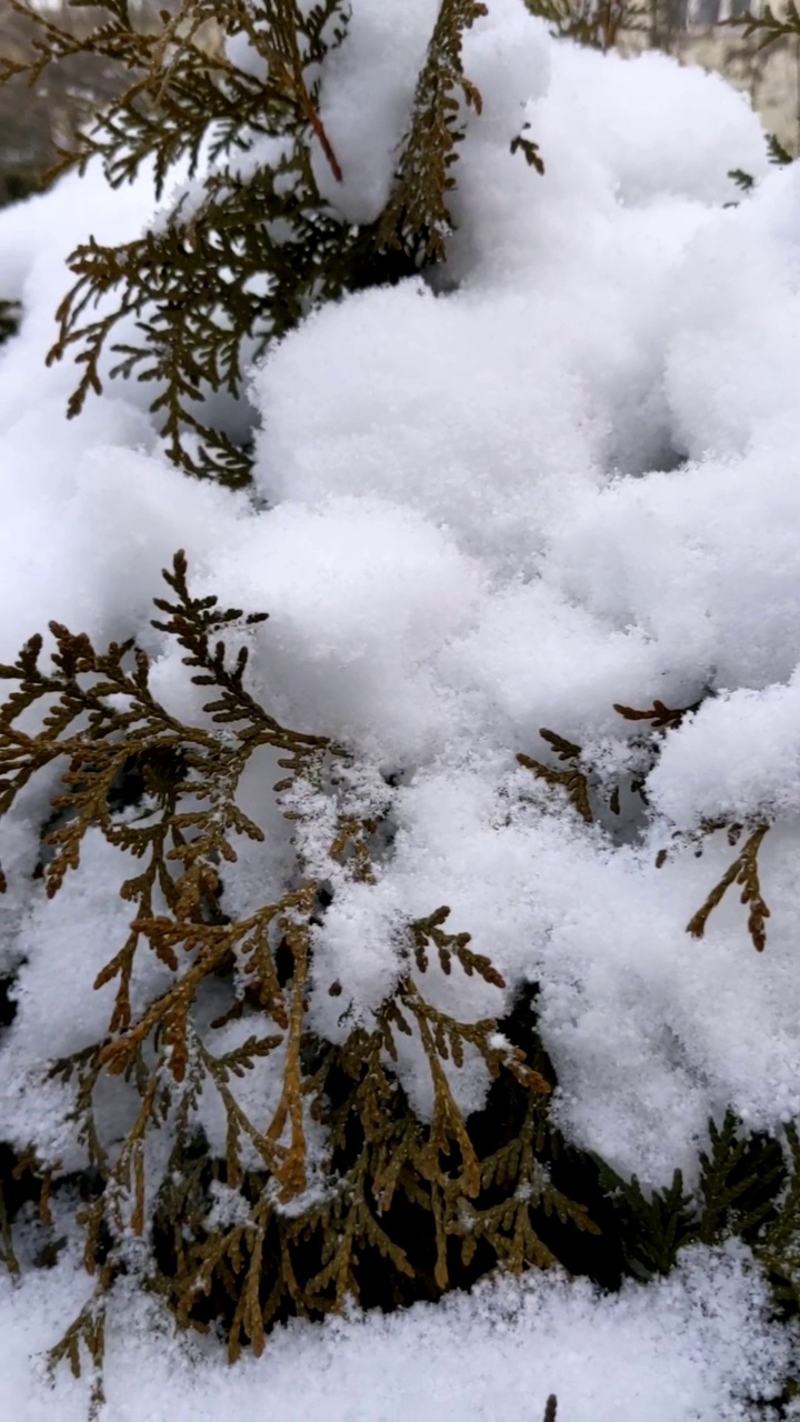 雪花以慢动作飘落视频素材