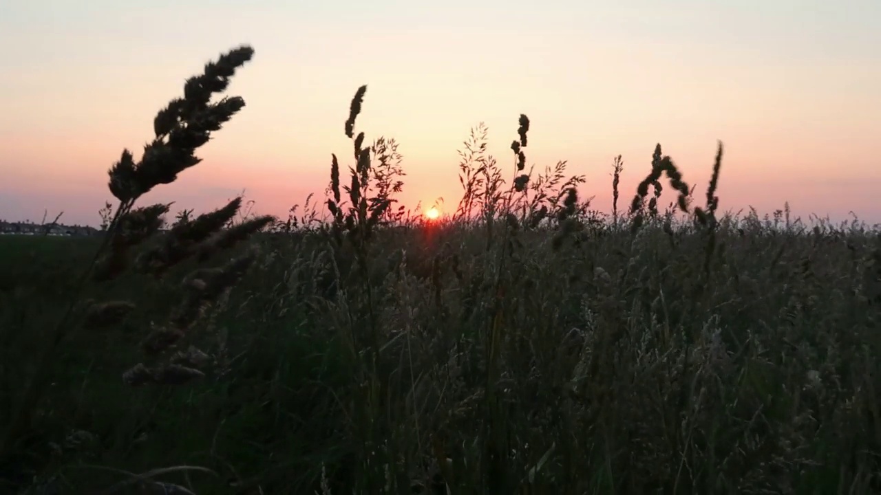 夕阳下植物在风中摇曳的画面。视频素材