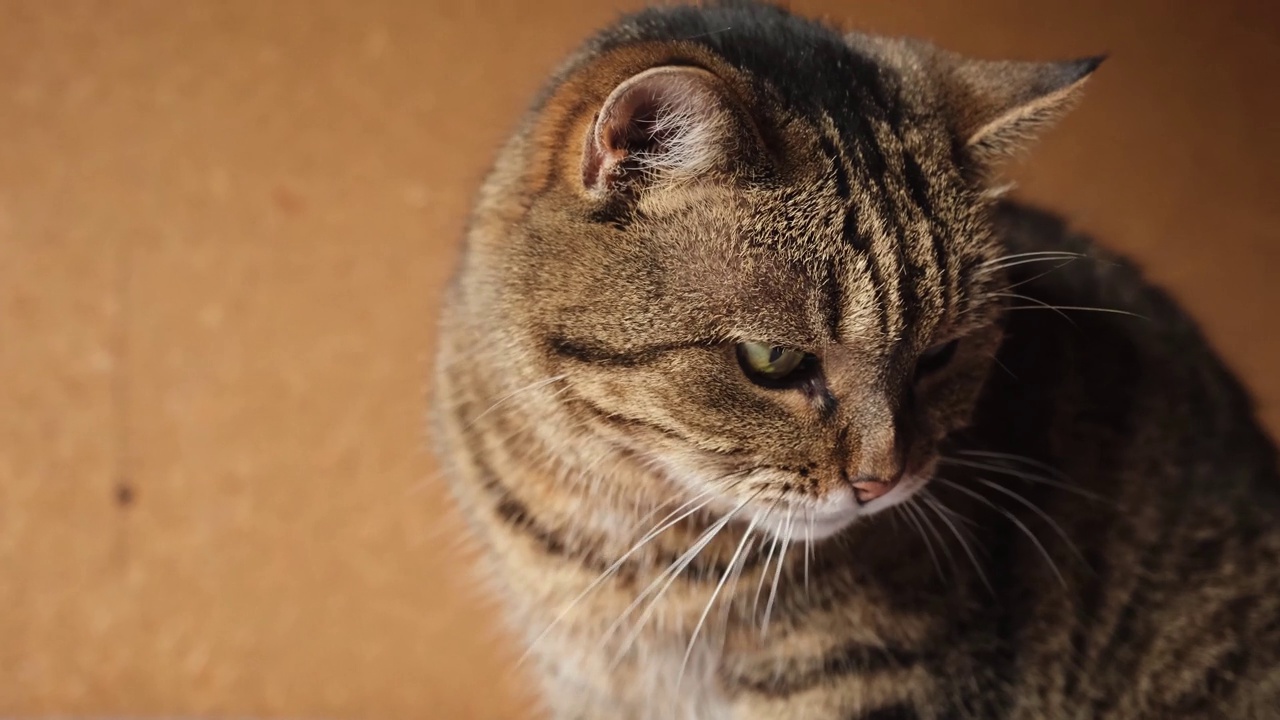 滑稽的肖像傲慢的短毛家养虎斑猫摆姿势在深棕色背景。小猫在室内玩耍休息。宠物护理和动物生活理念。视频素材