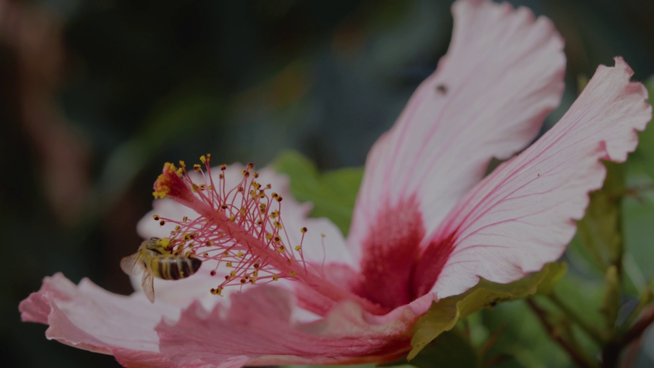 蜜蜂正在从粉红色的木槿花上采集花粉视频素材