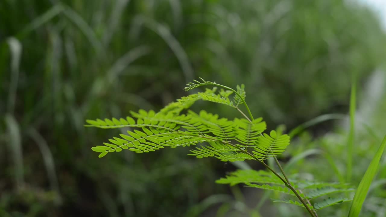 绿色植物在风中飘扬的特写视频素材