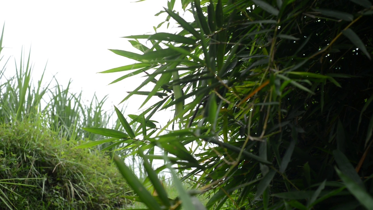 绿色植物叶子在风中飘动的特写视频素材