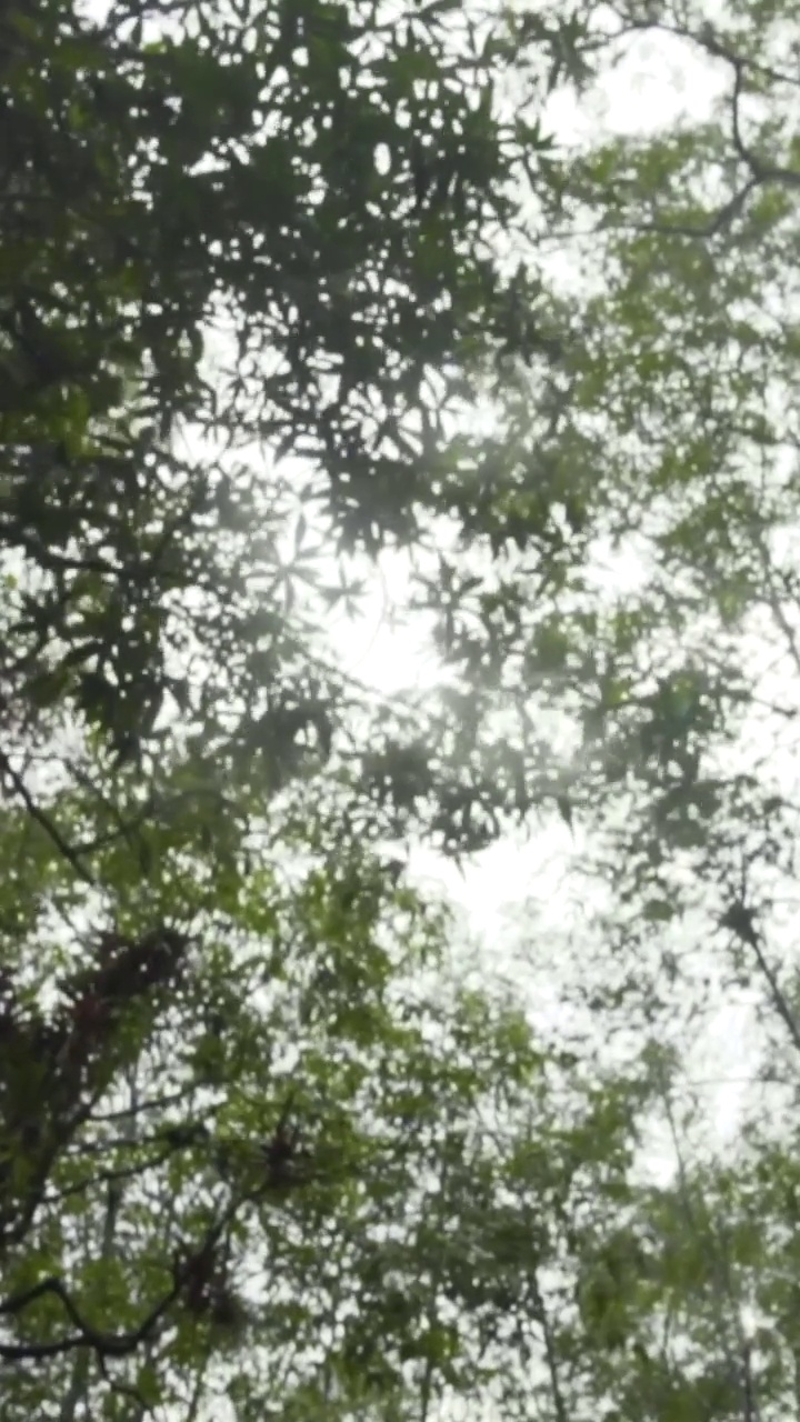 垂直特写镜头的木船漂浮在河流周围的绿色植被。视频素材