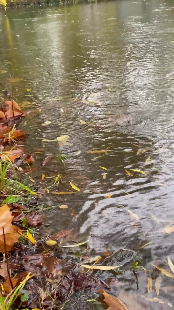 狗在雨中散步视频素材