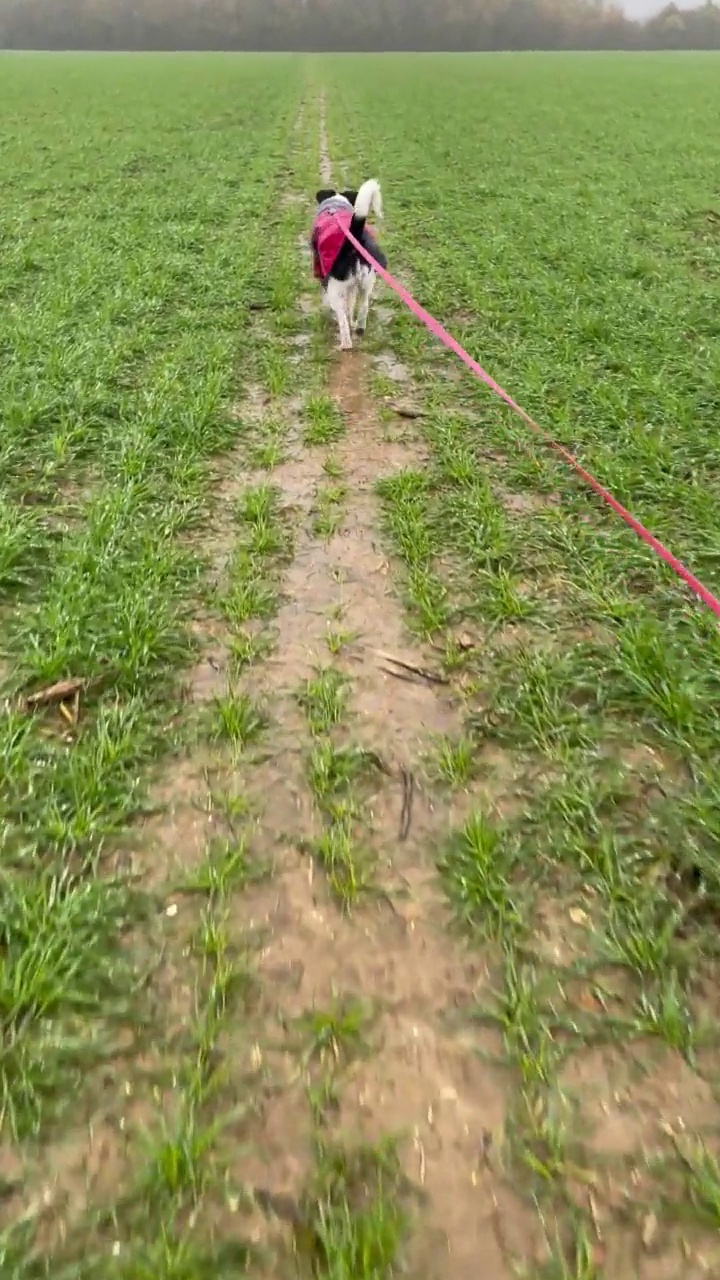 狗在雨中散步视频素材