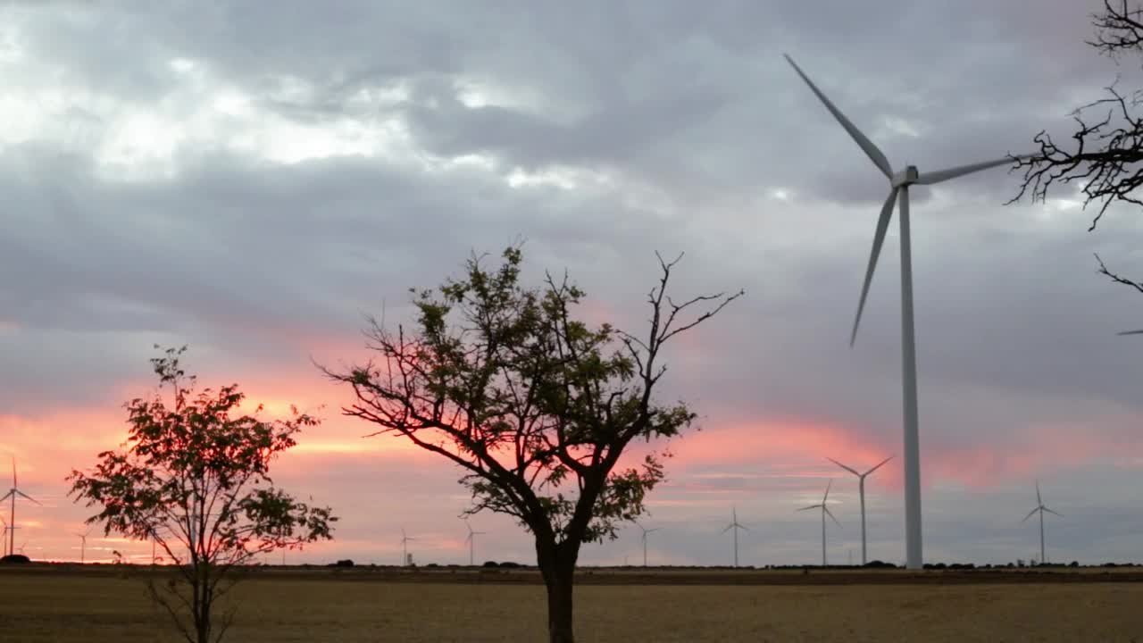 风电场的日落。粉色天空下的树木视频下载