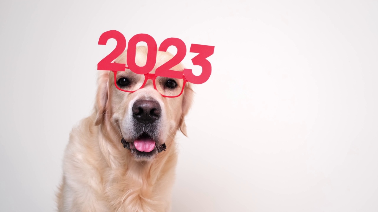 2023年的新年，戴眼镜的狗。圣诞节的金毛猎犬坐在白色背景上，戴着红色眼镜。和宠物一起写新年文字的明信片。视频素材