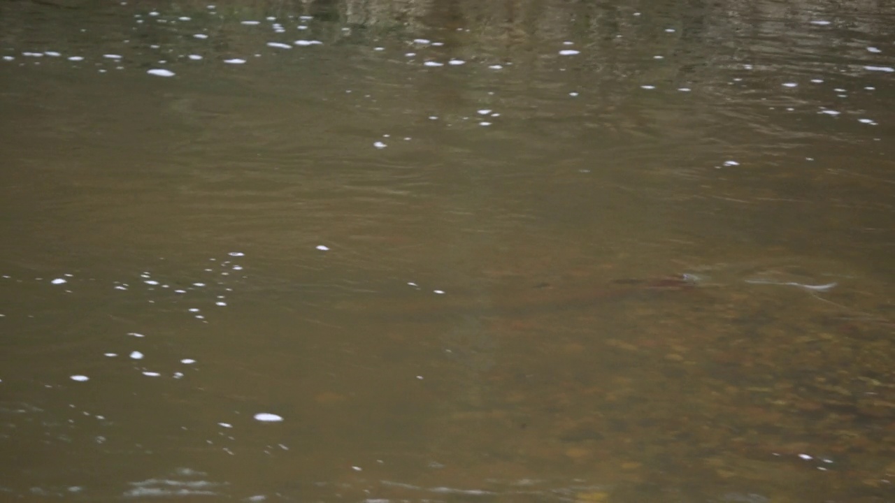 大西洋鲑鱼在浅河流产卵。在野外淡水中筑巢的鱼类视频素材