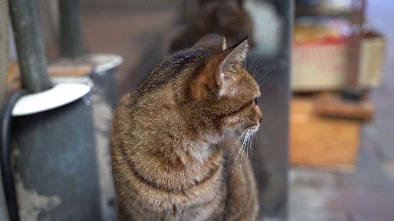 一只家养短毛猫的特写，绿色的眼睛四处张望视频素材