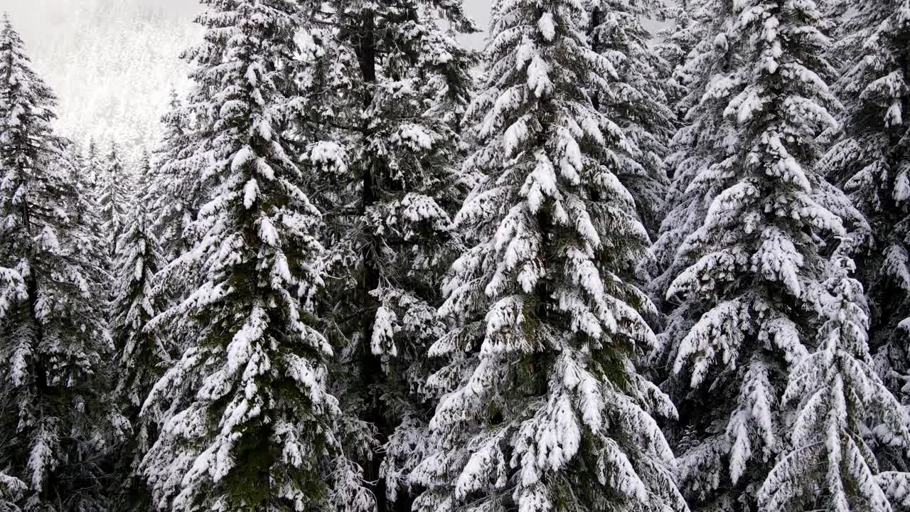 飞越俄勒冈州白雪覆盖的森林视频素材