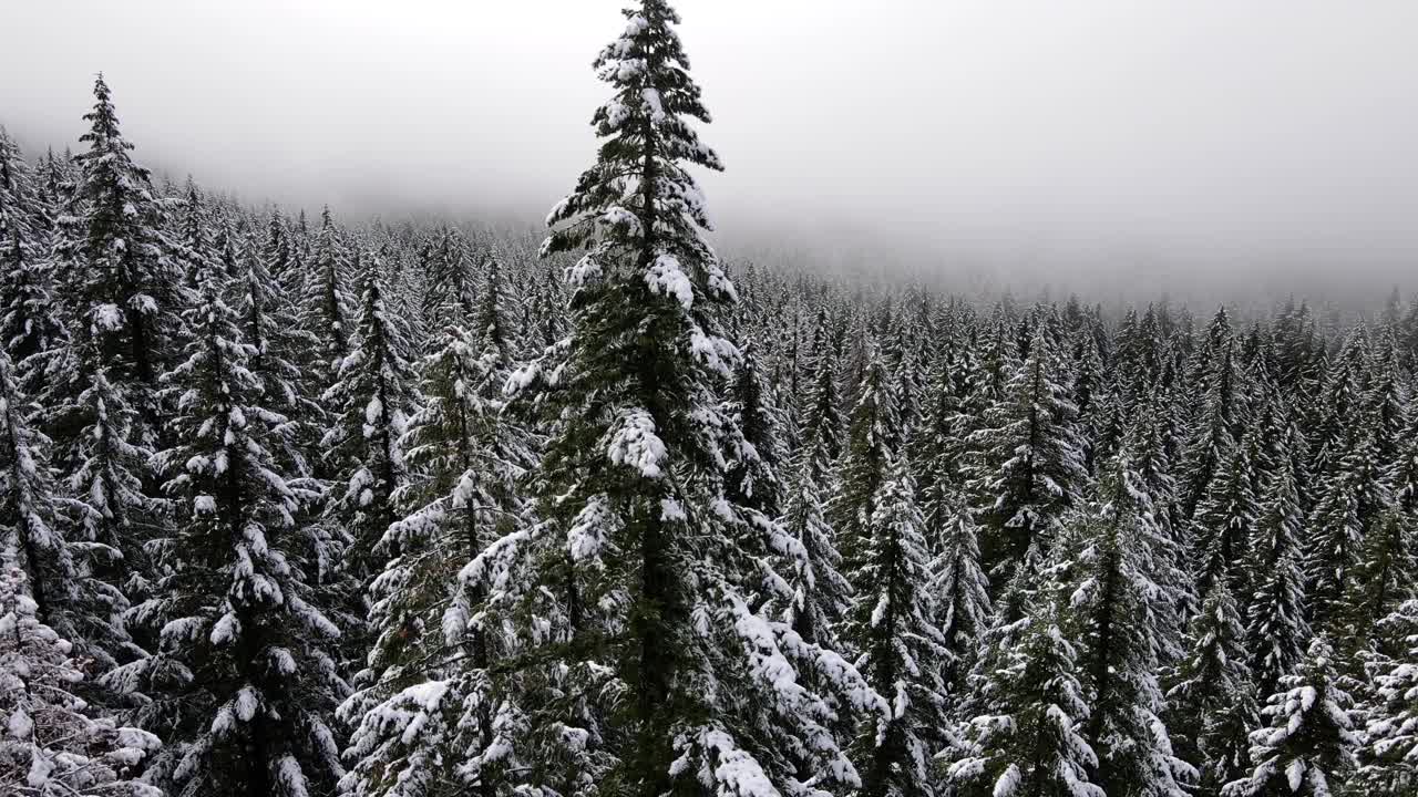 飞越俄勒冈州白雪覆盖的森林视频素材