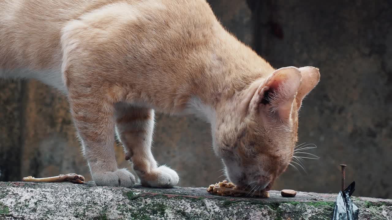 特写红猫站在墙上视频素材