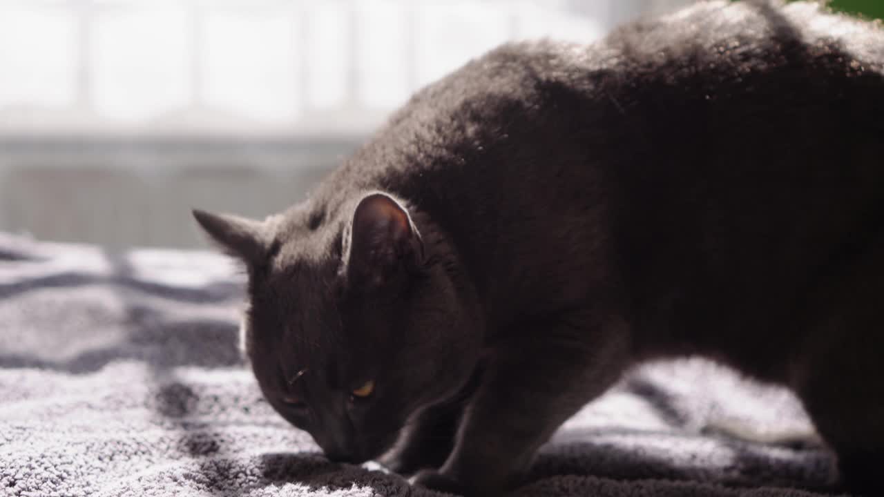 大灰猫正坐在家里的床上。可爱的饿猫想吃东西。干饲料和虎斑猫。猫胃口大开地吃着碗里的食物，大口地离开了。宠物舔自己露出舌头视频素材