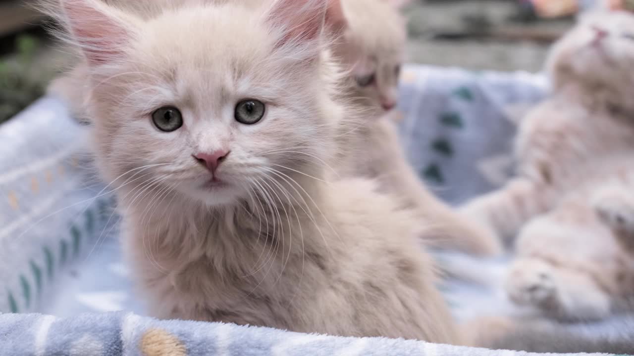 四只小猫在纸箱里玩。好奇俏皮有趣的条纹小猫在盒子里。灰色、黑色、米色的睡意朦胧的小猫在一起玩耍。可爱的宠物在家里视频素材