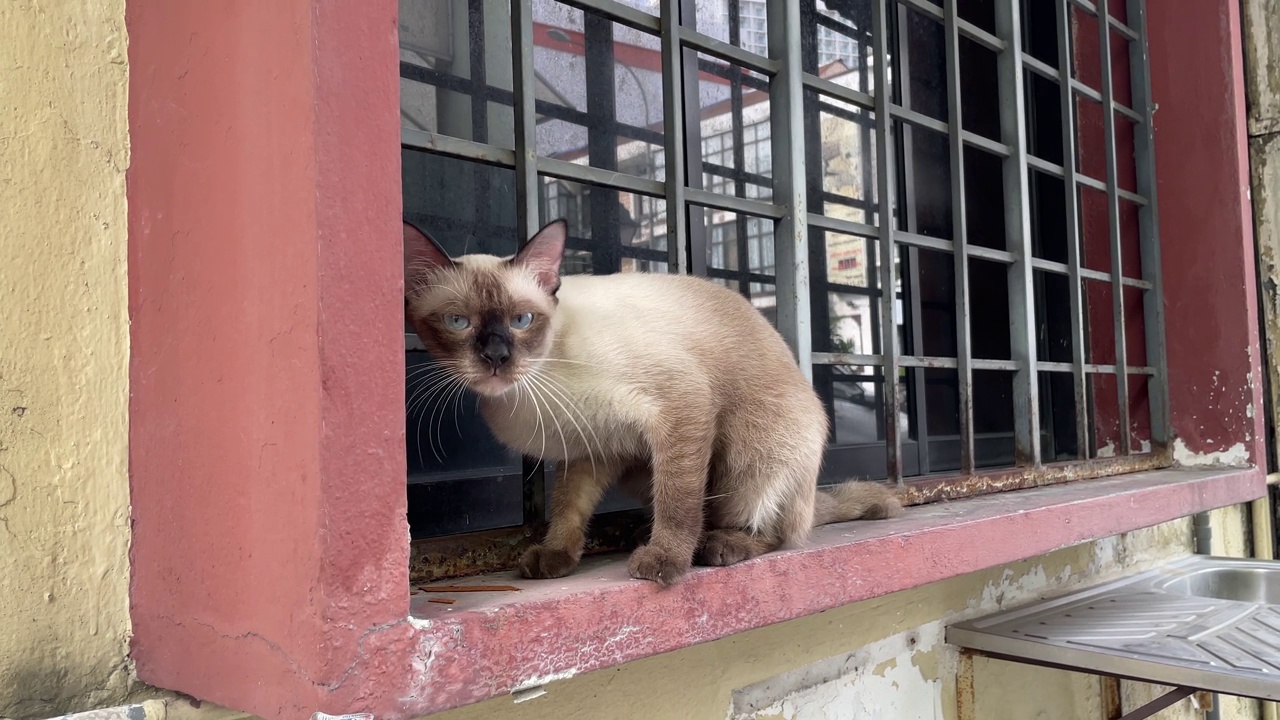 流浪猫从窗台上跳了下来。视频下载