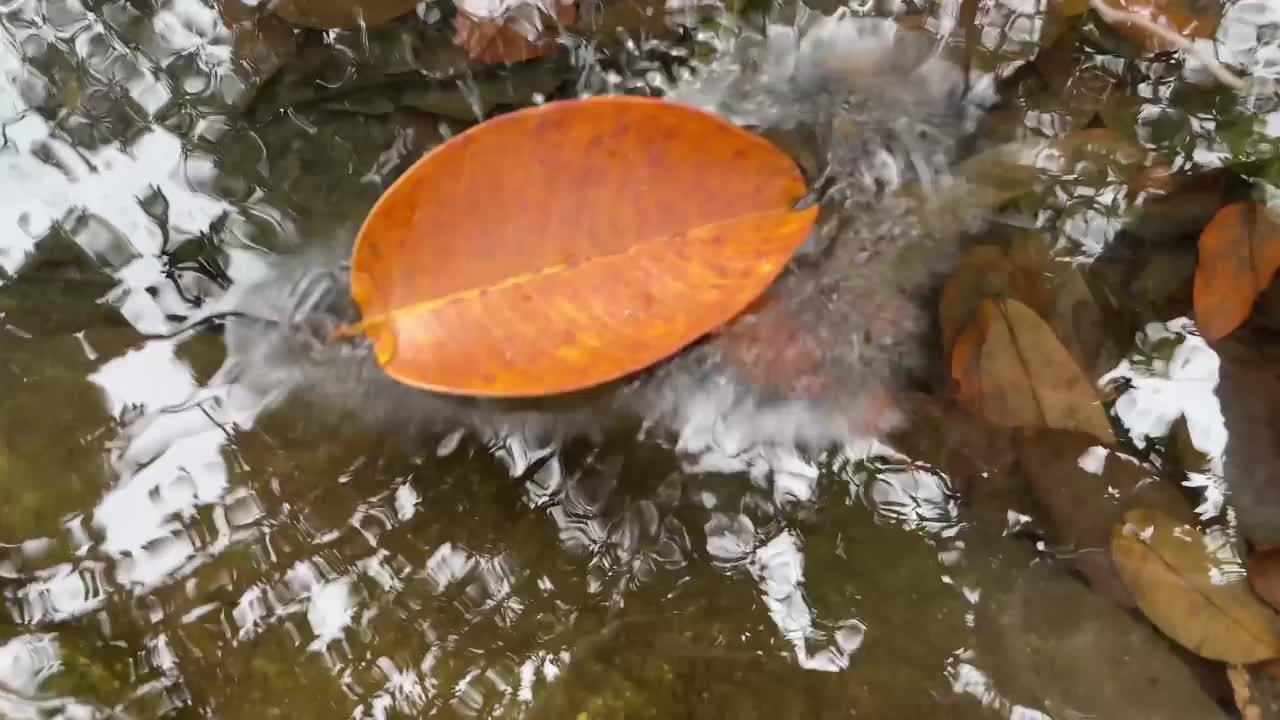 水在漂浮在水面上的干树叶上迅速地充满。特写，平铺，俯视图，反射，复制空间。秋天的概念视频素材