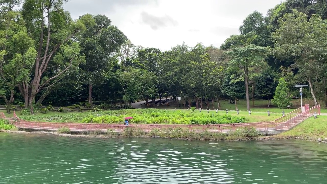 新加坡MacRitchie水库下毛毛雨的一天，一名男子打着伞走在木板路上。视频下载