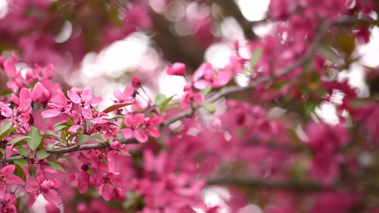 春天，树枝上开满了漂亮的粉色花朵。视频素材