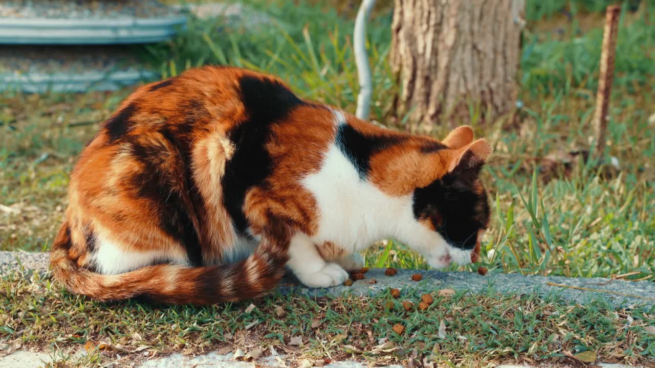 一只黑色和橙色的流浪猫在街上吃东西。人们在城市的街道上喂流浪猫。无家可归的动物住在公园里。猫在吃东西。视频素材