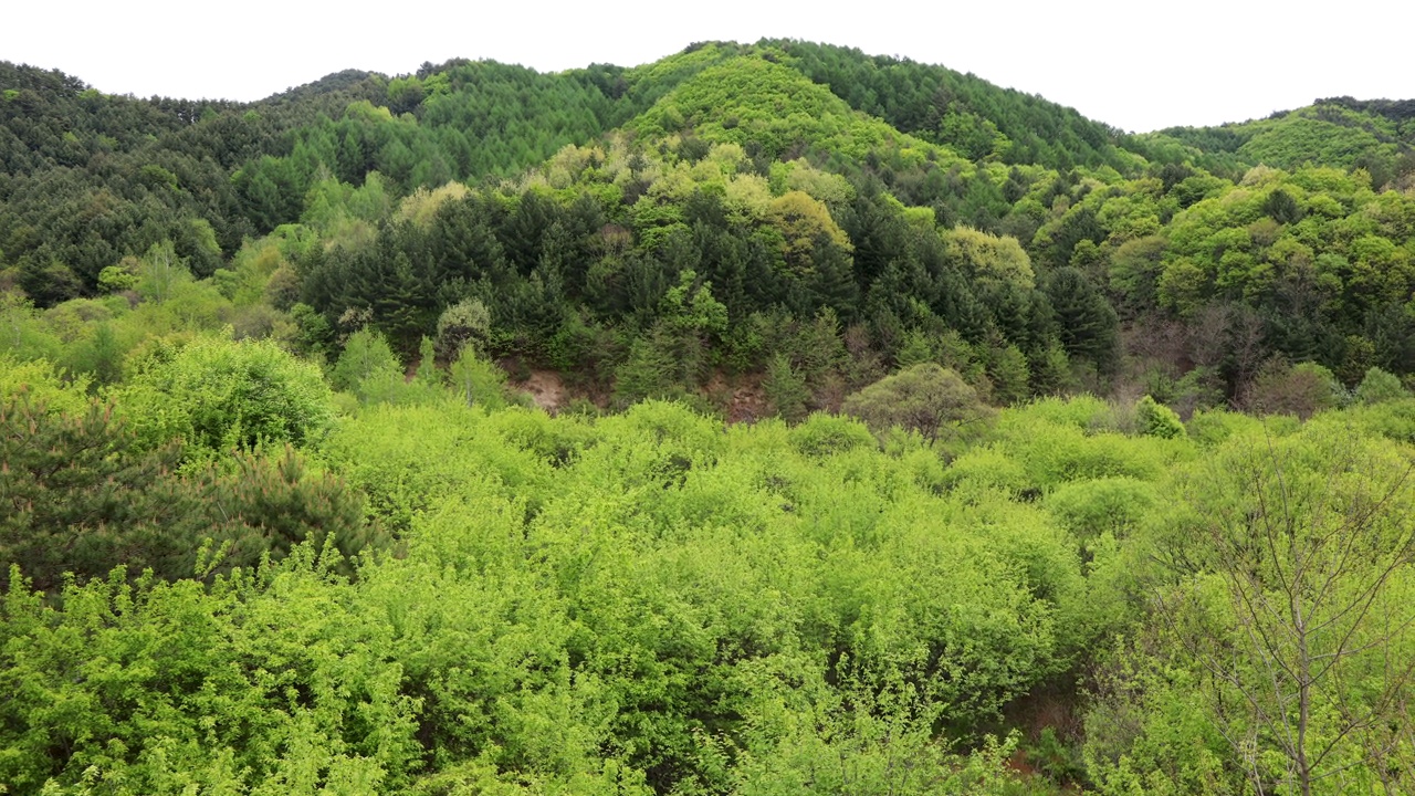 自然风光-山和树/麟蹄郡，江原道，韩国视频素材