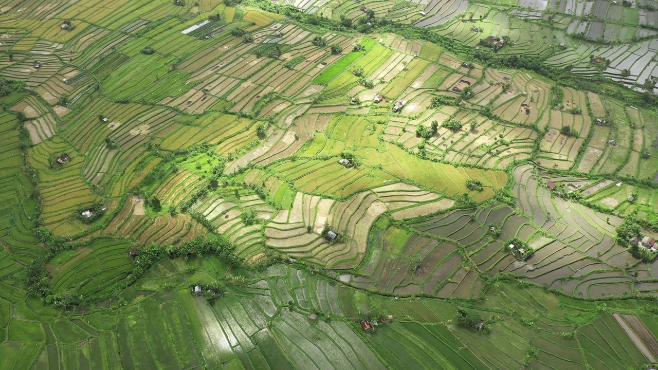 空中拍摄的绿色稻田，巴厘岛，印度尼西亚视频素材