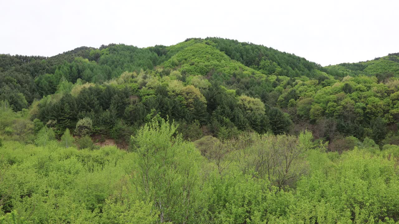 自然风光-山和树/麟蹄郡，江原道，韩国视频素材