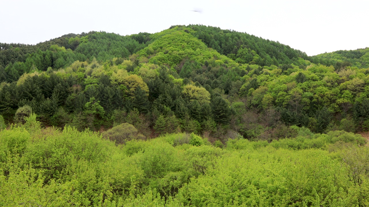 自然风光-山和树/麟蹄郡，江原道，韩国视频素材