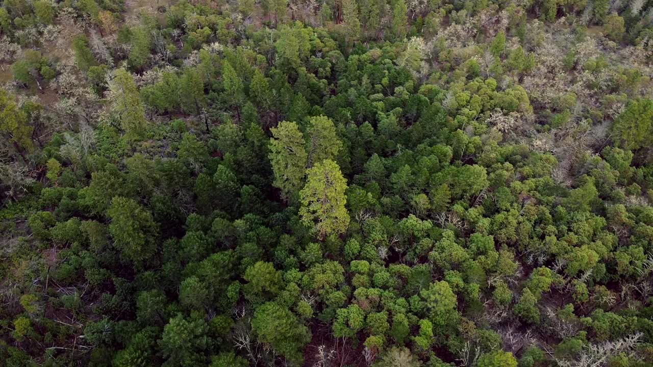 航拍无人机在北美山坡上的森林树木上方拍摄。气候变化。视频素材