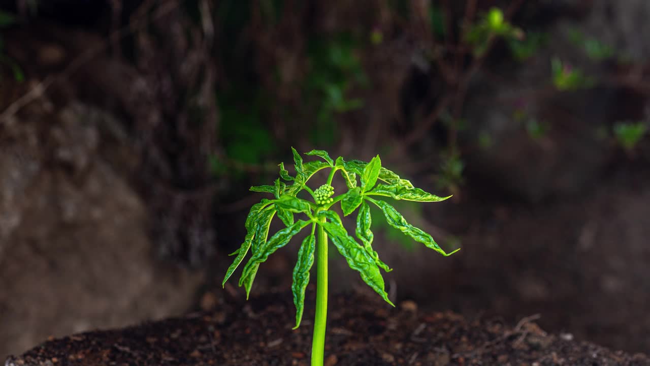 作物-人参(人参)的生长过程，人参花在蔬菜花园/韩国视频素材