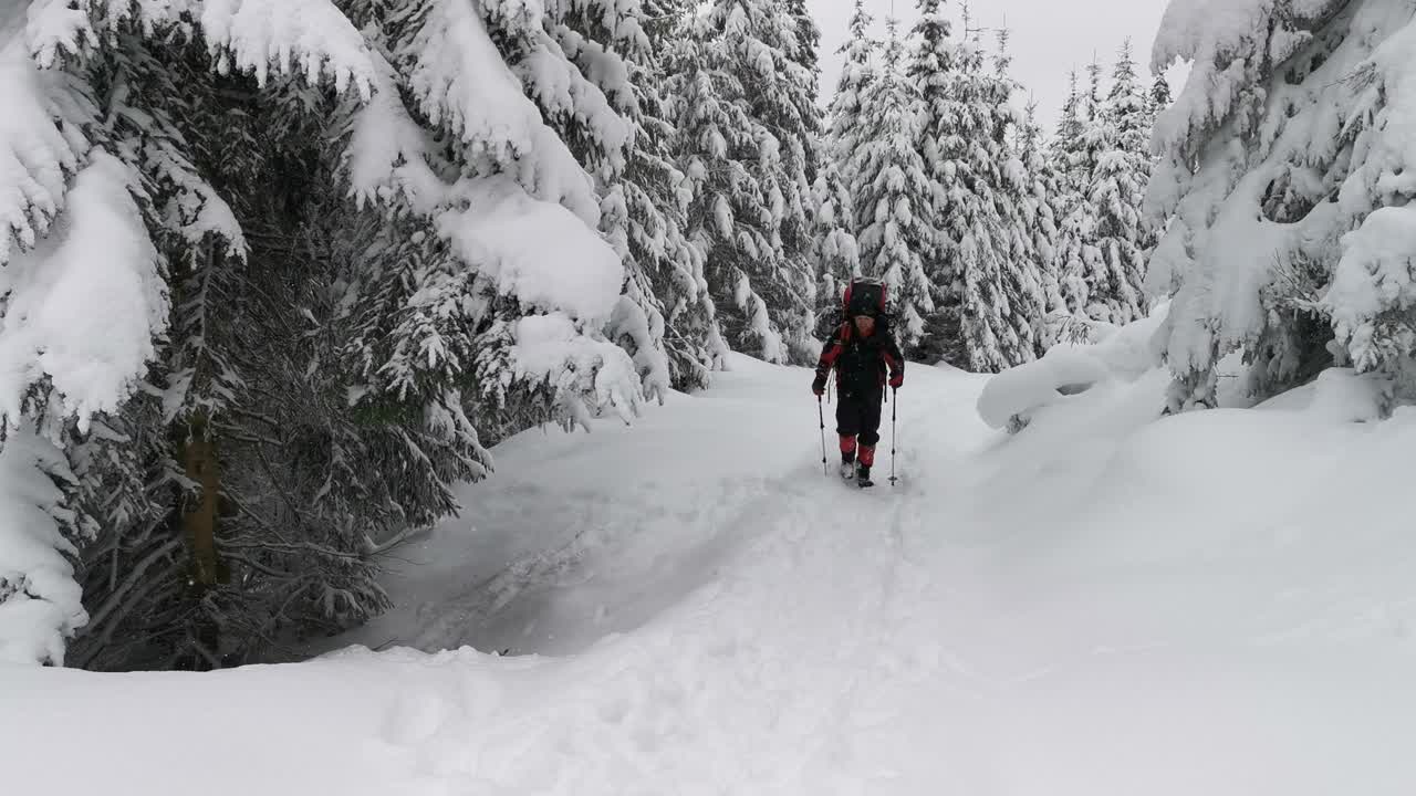 背包客在冬季徒步旅行用徒步棒敲掉云杉树上的雪。视频素材