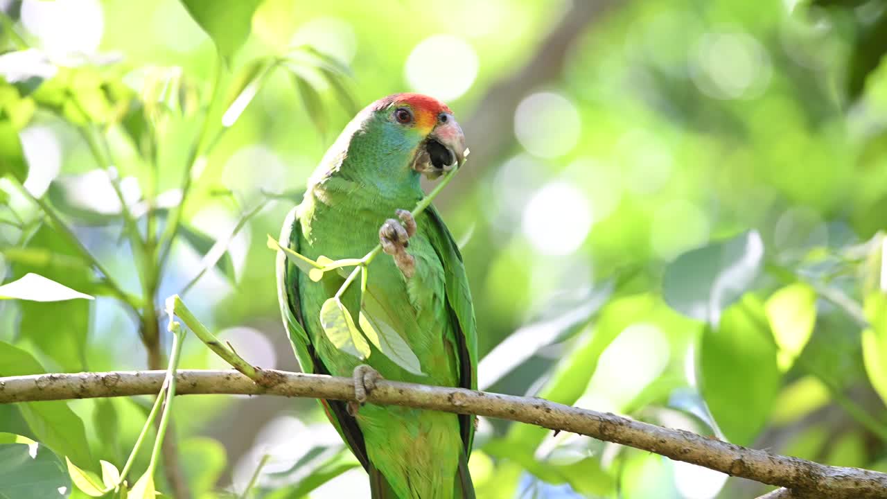 红眉鹦鹉(亚马逊rhodocorytha)在热带雨林中梳理羽毛。折断枝叶，森林里柔和的阳光。视频素材