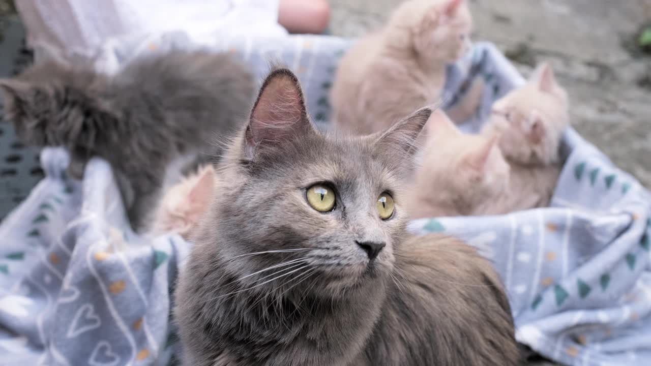 四只小猫在纸箱里玩。好奇俏皮有趣的条纹小猫在盒子里。灰色、黑色、米色的睡意朦胧的小猫在一起玩耍。可爱的宠物在家里视频素材