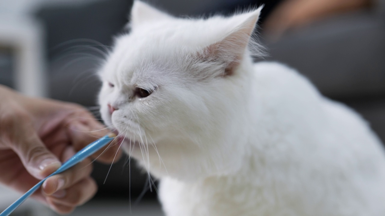 波斯猫舔着猫的零食视频素材